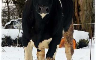 Weihnachtsverkauf! 6 index-