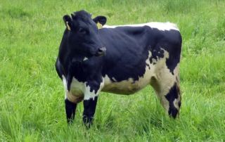 Verkaufsaktion Rindfleisch FĂ€rse 1 p